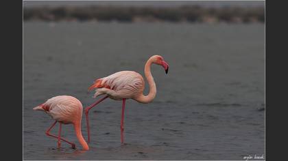 Flamingo
