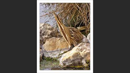 Balaban » Eurasian Bittern » Botaurus stellaris