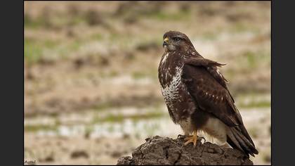Şahin
