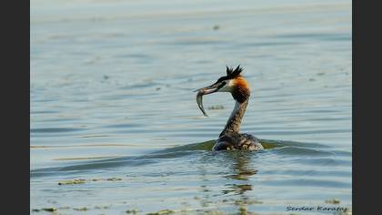 Bahri » Great Crested Grebe » Podiceps cristatus