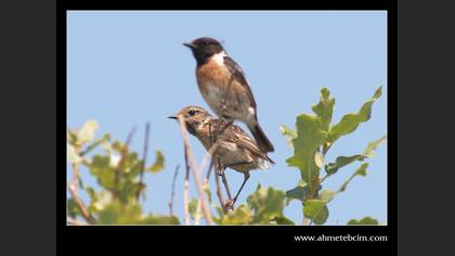 Taşkuşu » European Stonechat » Saxicola rubicola