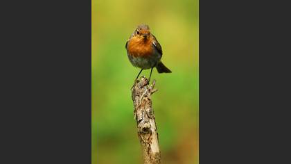 Kızılgerdan » European Robin » Erithacus rubecula