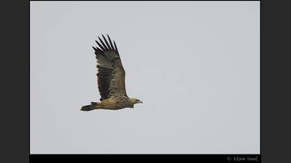 Şah kartal