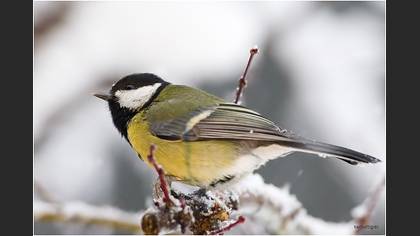 Büyük baştankara » Great Tit » Parus major