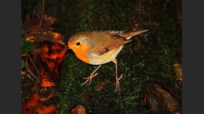 Kızılgerdan » European Robin » Erithacus rubecula