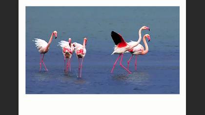 Flamingo