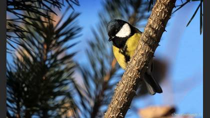 Büyük baştankara » Great Tit » Parus major
