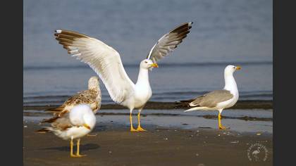 Gümüş martı » Yellow-legged Gull » Larus michahellis