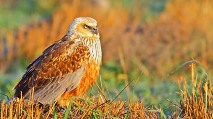 Saz delicesi » Western Marsh Harrier » Circus aeruginosus