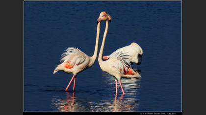 Flamingo