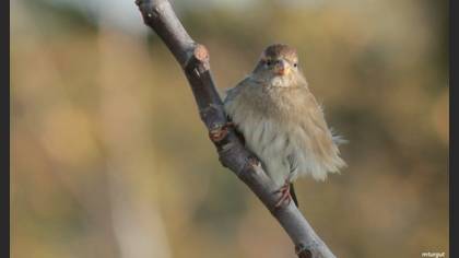 Serçe » House Sparrow » Passer domesticus