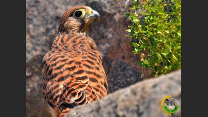 Kerkenez » Common Kestrel » Falco tinnunculus