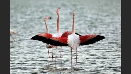 Flamingo