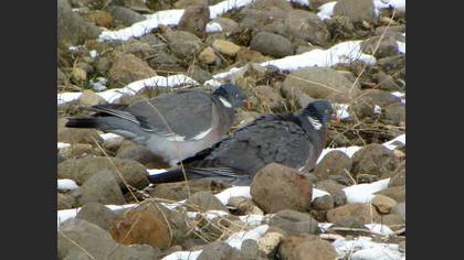 Tahtalı