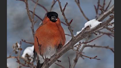 Şakrak