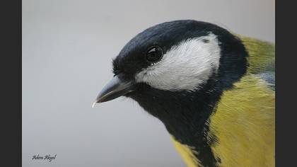 Büyük baştankara » Great Tit » Parus major