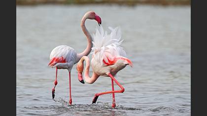 Flamingo » Greater Flamingo » Phoenicopterus roseus