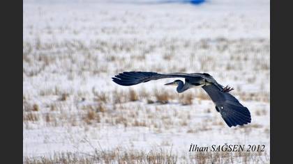Gri balıkçıl » Grey Heron » Ardea cinerea