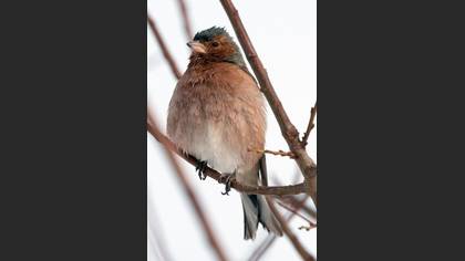 İspinoz » Common Chaffinch » Fringilla coelebs