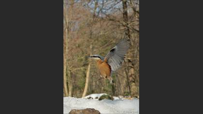 Sıvacı » Eurasian Nuthatch » Sitta europaea