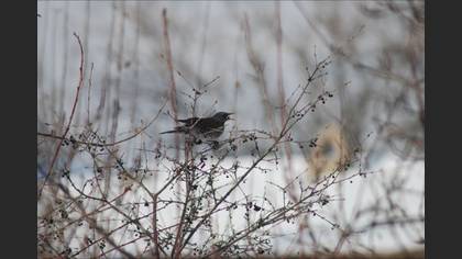 Tarla ardıcı » Fieldfare » Turdus pilaris