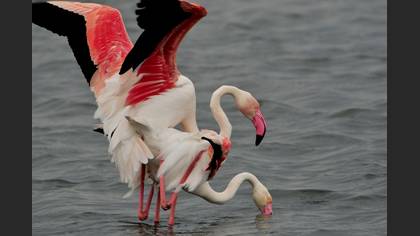 Flamingo