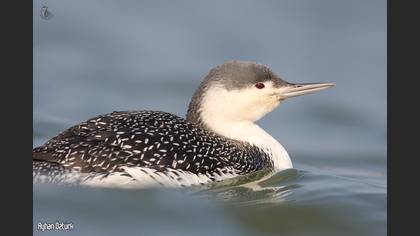 Kızılgerdanlı dalgıç