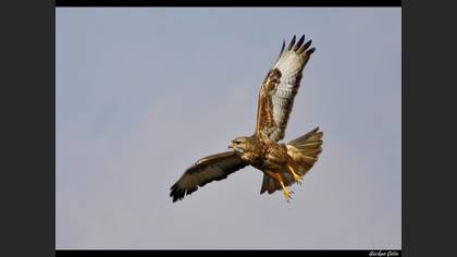Şahin » Common Buzzard » Buteo buteo