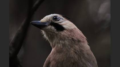 Alakarga » Eurasian Jay » Garrulus glandarius