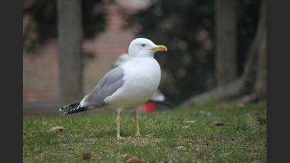 Gümüş martı