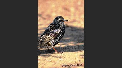 Sığırcık » Common Starling » Sturnus vulgaris