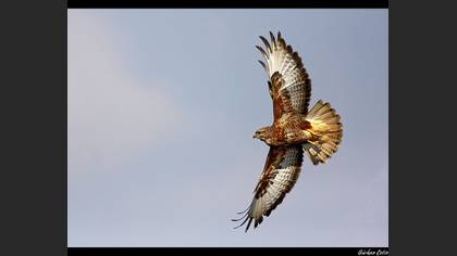 Şahin » Common Buzzard » Buteo buteo