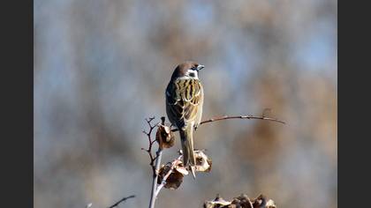 Ağaç serçesi