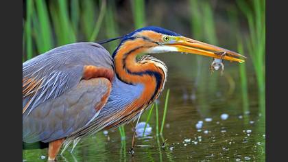 Erguvani balıkçıl » Purple Heron » Ardea purpurea