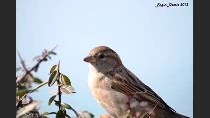 Serçe » House Sparrow » Passer domesticus