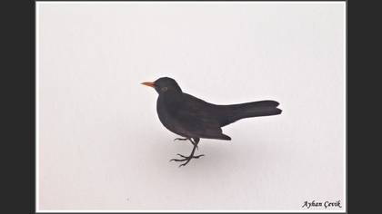Karatavuk » Common Blackbird » Turdus merula
