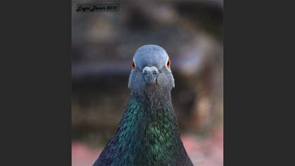Kaya güvercini » Rock Dove » Columba livia