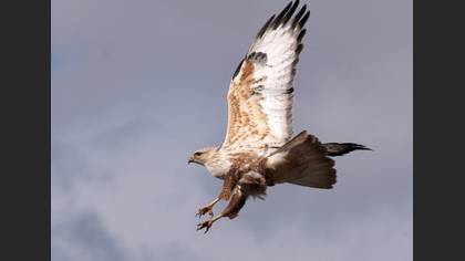 Kızıl şahin » Long-legged Buzzard » Buteo rufinus