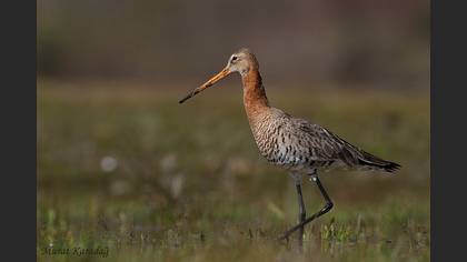 Çamurçulluğu » Black-tailed Godwit » Limosa limosa