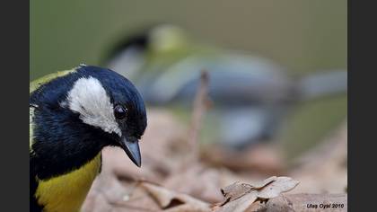 Büyük baştankara » Great Tit » Parus major