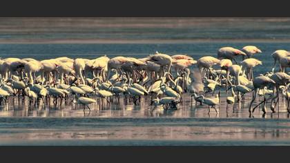 Flamingo