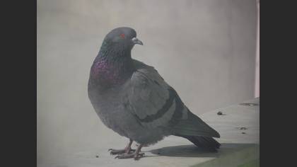 Kaya güvercini » Rock Dove » Columba livia