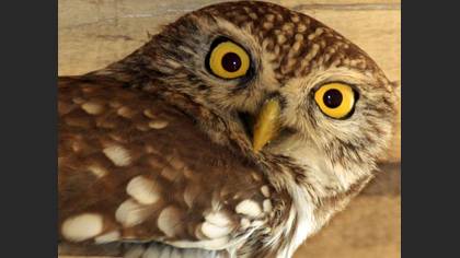Kukumav » Little Owl » Athene noctua