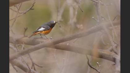 Kızılkuyruk » Common Redstart » Phoenicurus phoenicurus