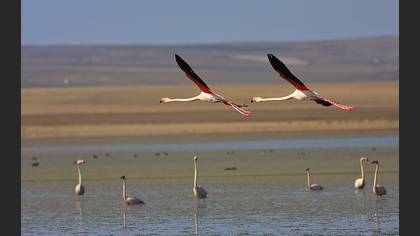 Flamingo