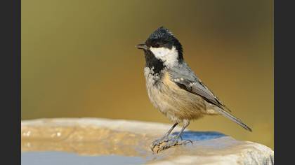 Çam baştankarası » Coal Tit » Periparus ater