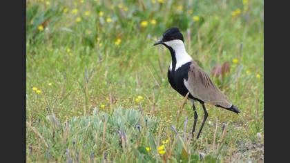 Mahmuzlu kızkuşu » Spur-winged Lapwing » Vanellus spinosus