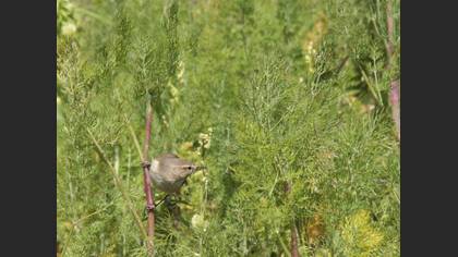 Çıvgın » Common Chiffchaff » Phylloscopus collybita