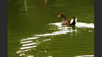 Sutavuğu » Common Moorhen » Gallinula chloropus