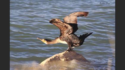 Karabatak » Great Cormorant » Phalacrocorax carbo